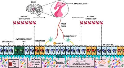 The molecular signaling of exercise and obesity in the microbiota-gut-brain axis